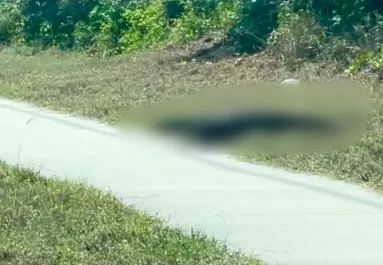 Azt hitte a nő, egy aligátor kúszik át előtte az úton: az igazság megdöbbentette - Videó