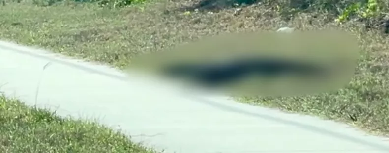 Azt hitte a nő, egy aligátor kúszik át előtte az úton: az igazság megdöbbentette - Videó