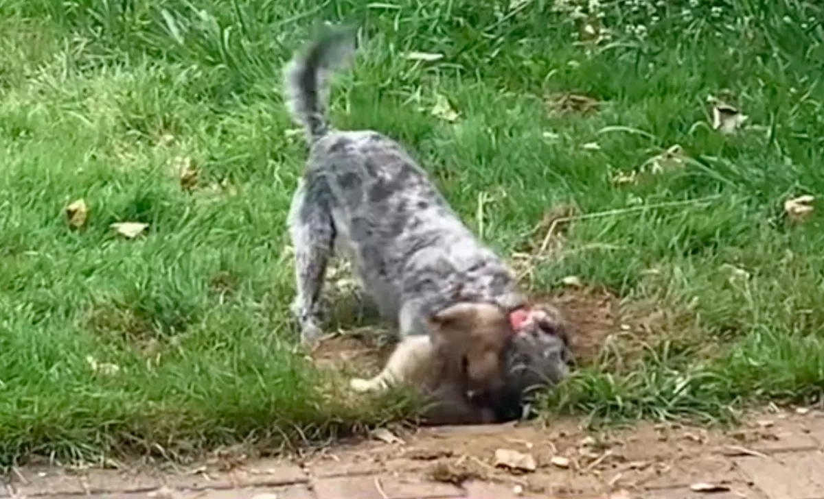 Meglátta a kutyát és a kiskutyát a nő a kertjében: amit végig kellett néznie sokkolta - Videó