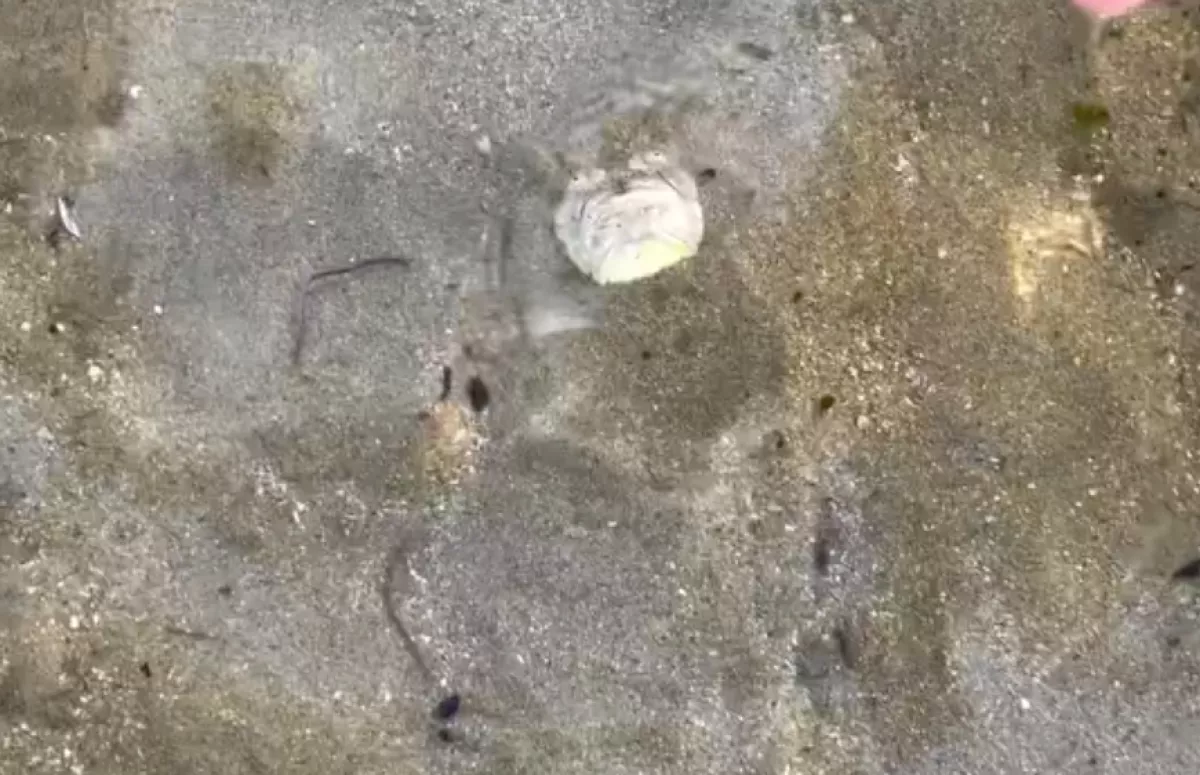 Furcsa követ fedezett fel a férfi a tengerparton: amikor közelebb ment, azonnal összerezzent - Videó