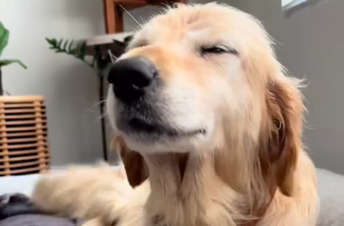 Végre otthonra lelt a kóbor kutya: amit ezután tett, sokakat érint meg - Videó