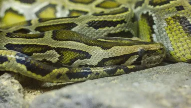 Sokkoló videó: megtalálták az eltűnt négygyermekes anyukát - egy piton gyomrában