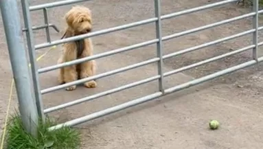 Nem tudja a kutya, hogy menjen át a kerítésen: a megoldáson milliók nevetnek - Videó
