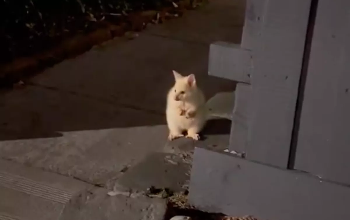 Mi ez? - Satuféket nyomott a sofőr, amikor meglátta ezt az állatot - Fotók