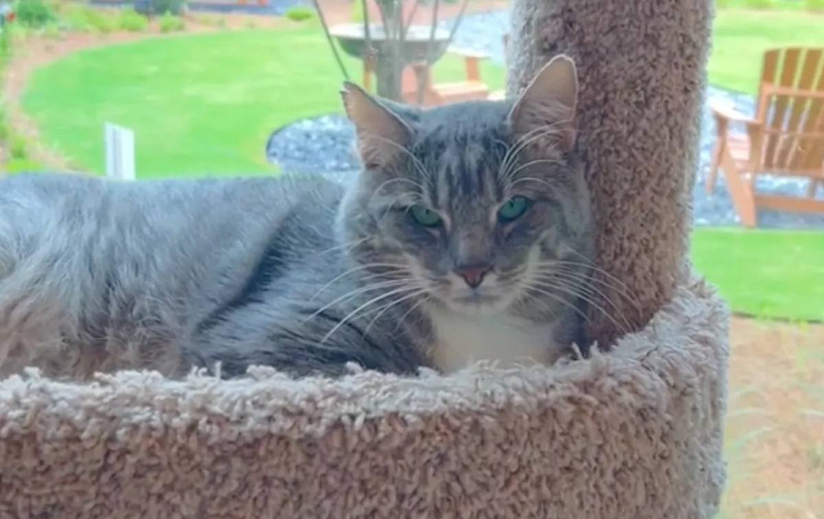 Harmadszor került a menhelyre ez a kandúr: az ok ezúttal fájdalmas - Videó