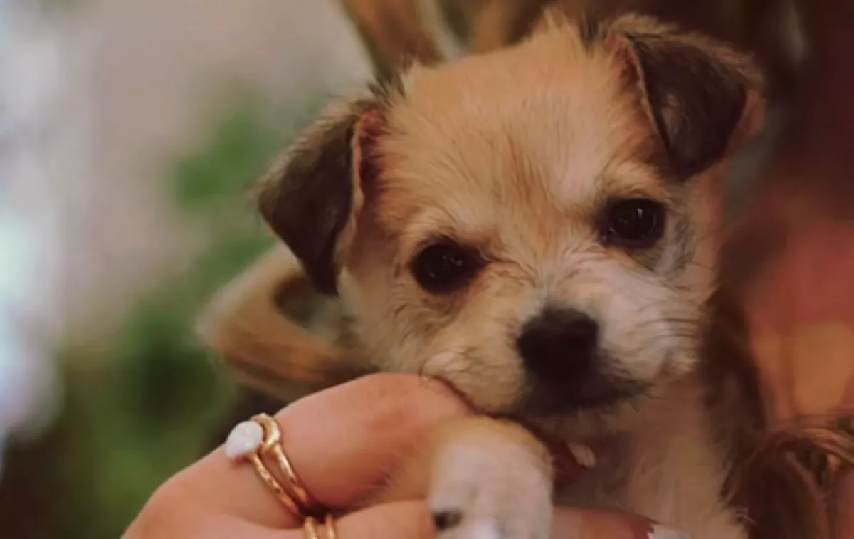 Egy cuki kutyust mentett meg a nő: döbbenten nézi a világ, hogy néz ki 3 évvel később - Videó