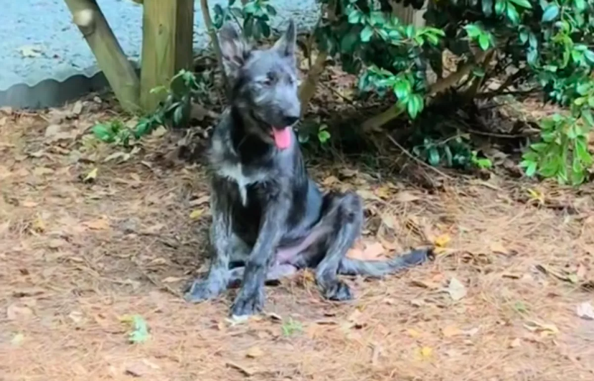 Olyan kiskutyát vett a nő, aminek egy farkasra kellett volna hasonlítania: így néz ki ma - Videó