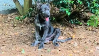 Olyan kiskutyát vett a nő, aminek egy farkasra kellett volna hasonlítania: így néz ki ma - Videó