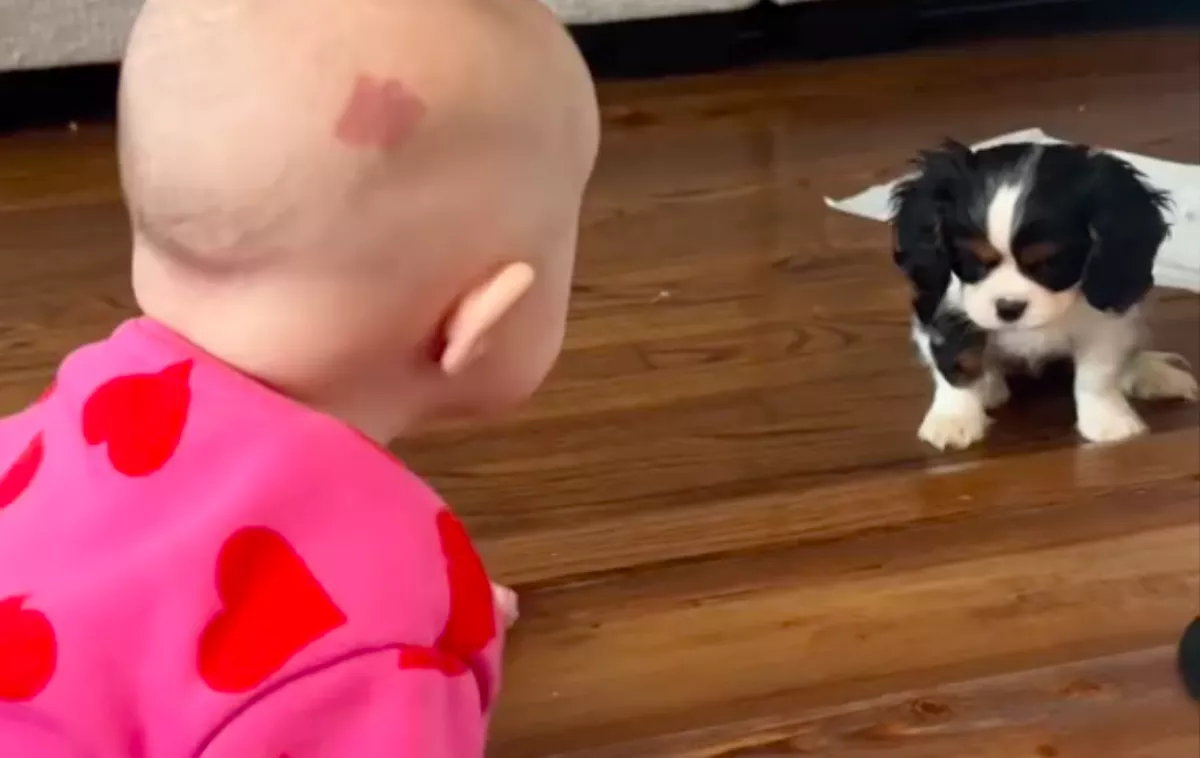 Először mutatták meg a kiskutyát a babának: ami ezután történt, szívek millióit olvasztja meg - Videó