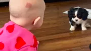 Először mutatták meg a kiskutyát a babának: ami ezután történt, szívek millióit olvasztja meg - Videó