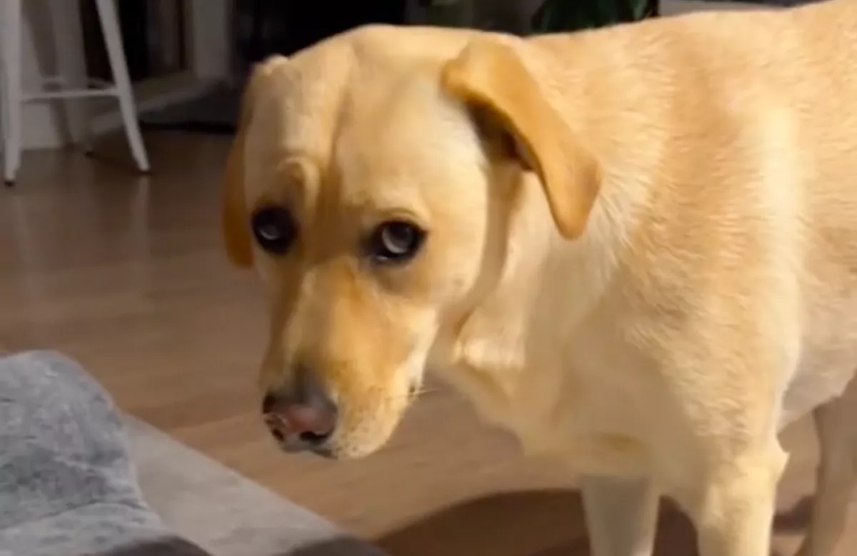 Nem hajlandó lefeküdni a labrador: az ok milliókat nevettet meg - Videó