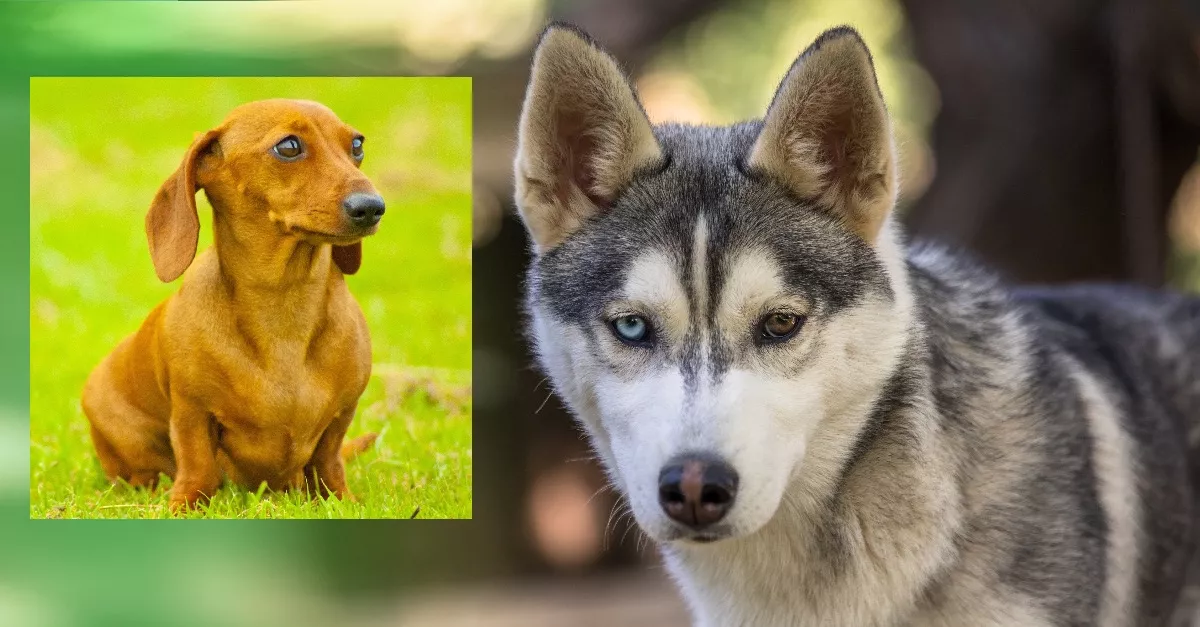 Husky és tacskó a szülők: ez a rendkívüli kutya született a szerelültből - Fotó