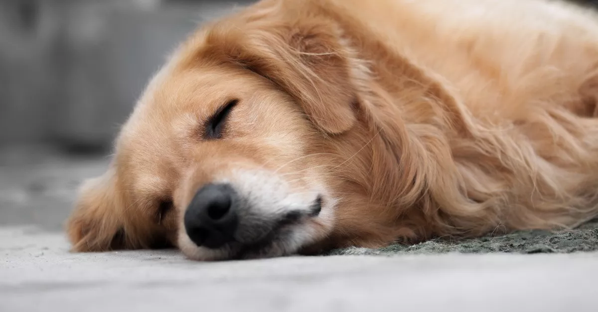 Elhunyt a család golden retrievere: bicskanyitogató, mit tettek ezután vele - Videó