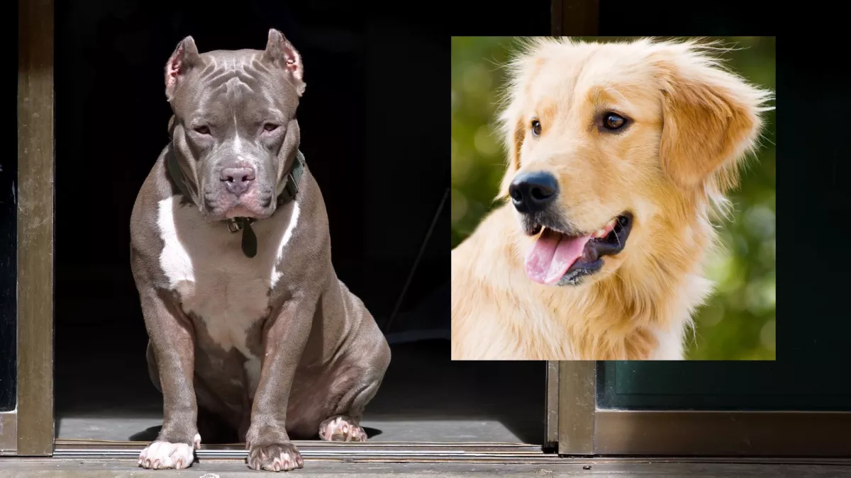 Pitbull és golden retriever a szülők: így néz ki a szerelemgyerekük - Fotók