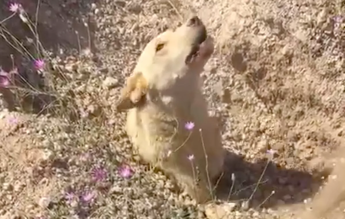 A nyakáig a földbe ásva talált egy kutyát a férfi: majd rájött, nincs egyedül - Videó