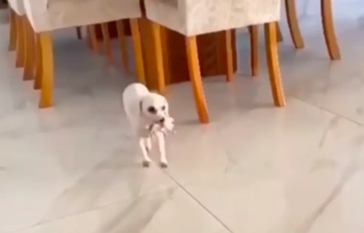 Amikor a gazdi meglátta, mit hoz neki a kutyája a szájában, azonnal elindította a kameráját - Videó