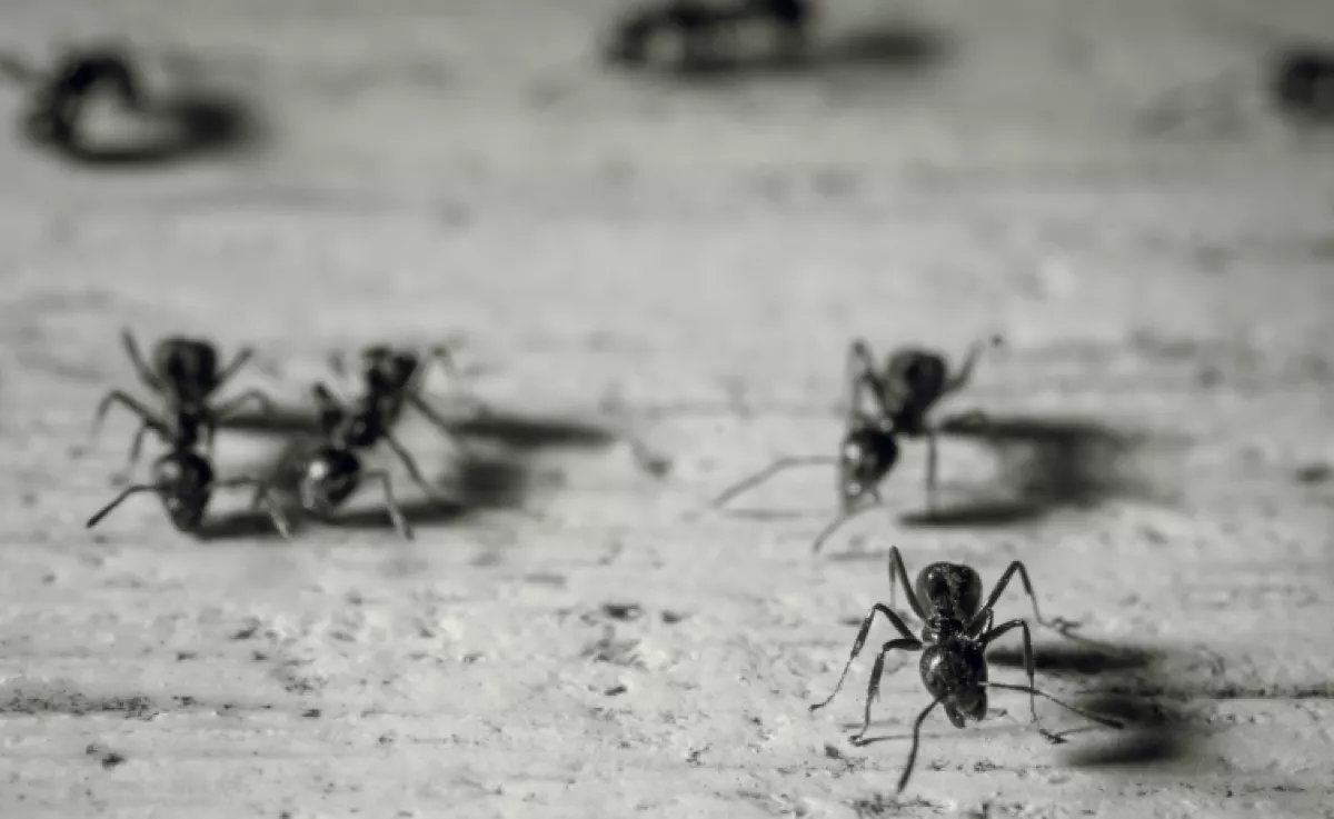 1000 forintodba se kerül: ez a csodaszer távol tartja az összes hangyát a háztól