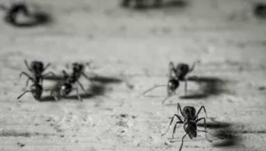 1000 forintodba se kerül: ez a csodaszer távol tartja az összes hangyát a háztól