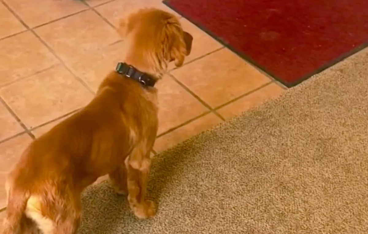 Örökbe fogadta a család a kutyusuk anyukáját: ami ezután történt, megdobogtatja a szíveket