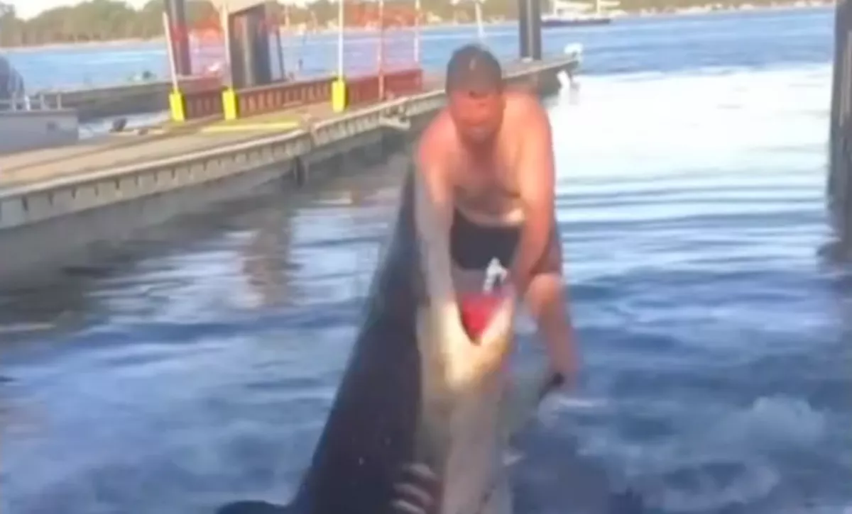 Amikor meglátta a férfi, mi van a cápa szájában, azonnal a vízbe vetette magát az állathoz - Videó