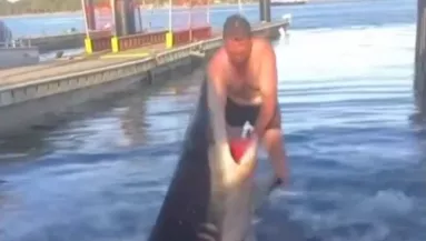 Amikor meglátta a férfi, mi van a cápa szájában, azonnal a vízbe vetette magát az állathoz - Videó