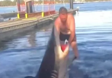 Amikor meglátta a férfi, mi van a cápa szájában, azonnal a vízbe vetette magát az állathoz - Videó