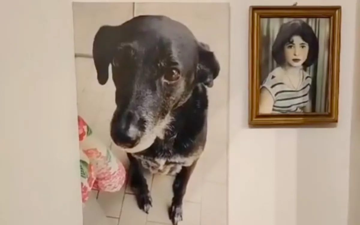 Amit a macska tesz, amikor meglátja elhunyt kutyabarátja új fotóját, attól eláll a lélegzeted - Videó