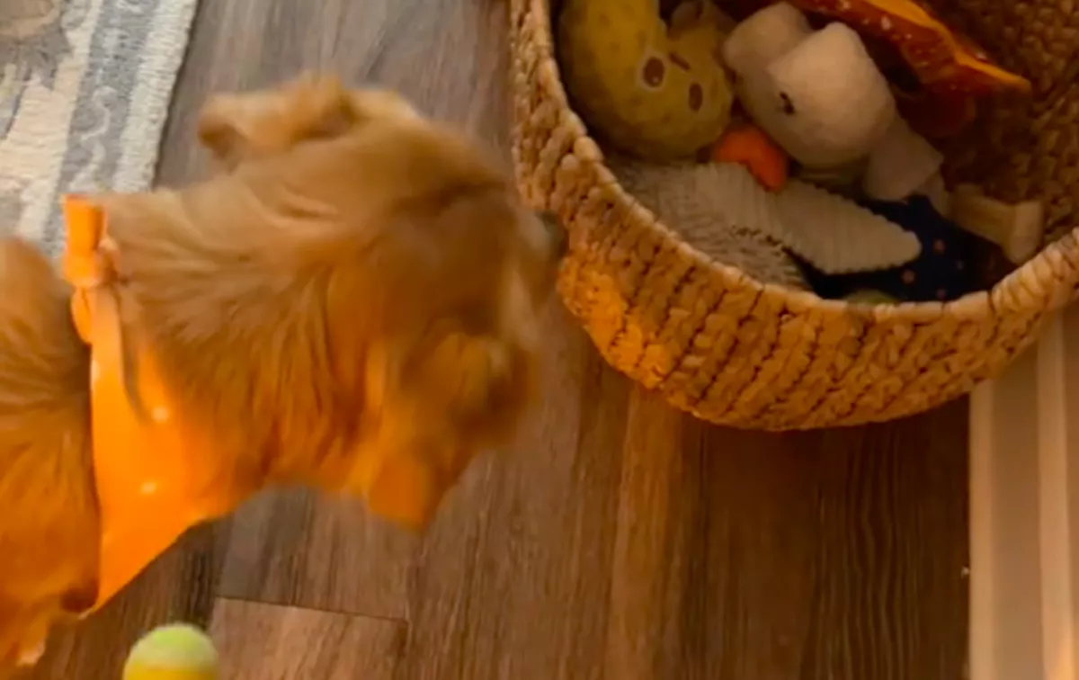 Nem mer a játékkosarához menni a golden retriever: ami ezután történik, sokakat szórakoztat - Videó