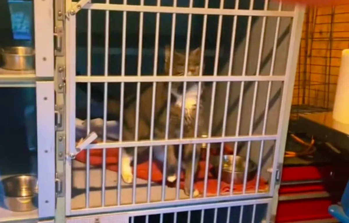 A macskaketreceket ellenőrizte a gondozó: megdöbbent, mit talált benne - Videó