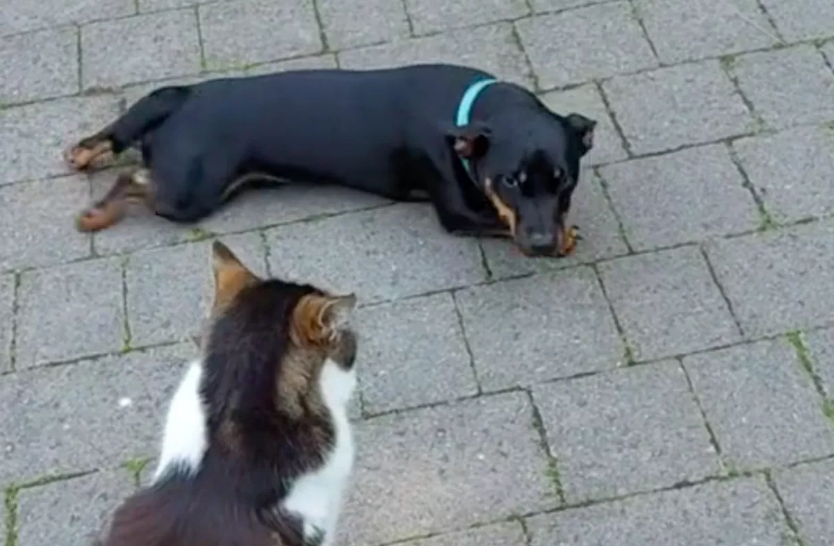 Megpróbálta a kiskutya lenyűgözni a macskát: Tik-Tok sztár lett - Videó