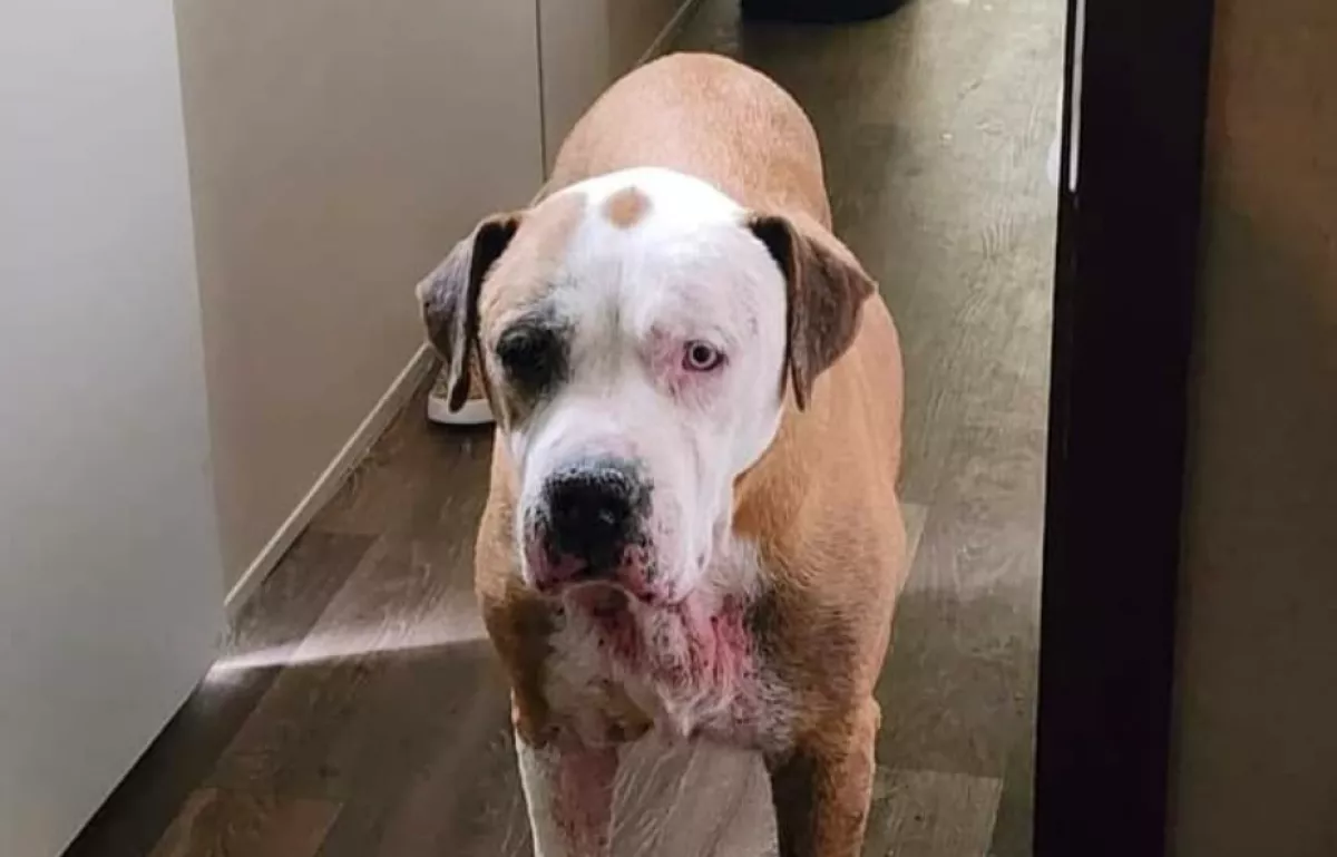 Hét éve tűnt el a nő kutyája: ahol váratlanul rátalált, attól elállt a lélegzete - Fotók