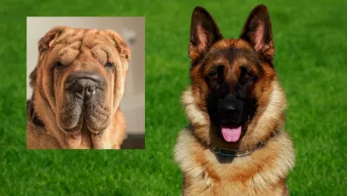 Német juhász és shar pei a szülők: így néz ki a szerelemgyerekük - Fotók