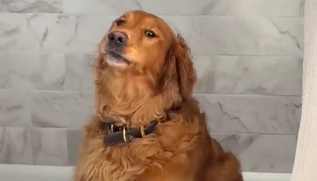 Amikor meglátta a golden retriever, mit vettek a gazdái, rögtön hisztizni kezdett - Videó