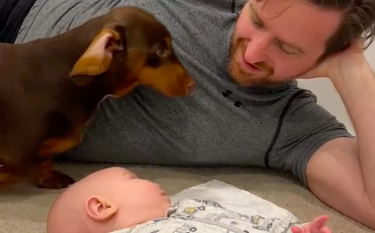 Bemutatták a babát a kutyának: amit tett, arra senki nem számított - Videó