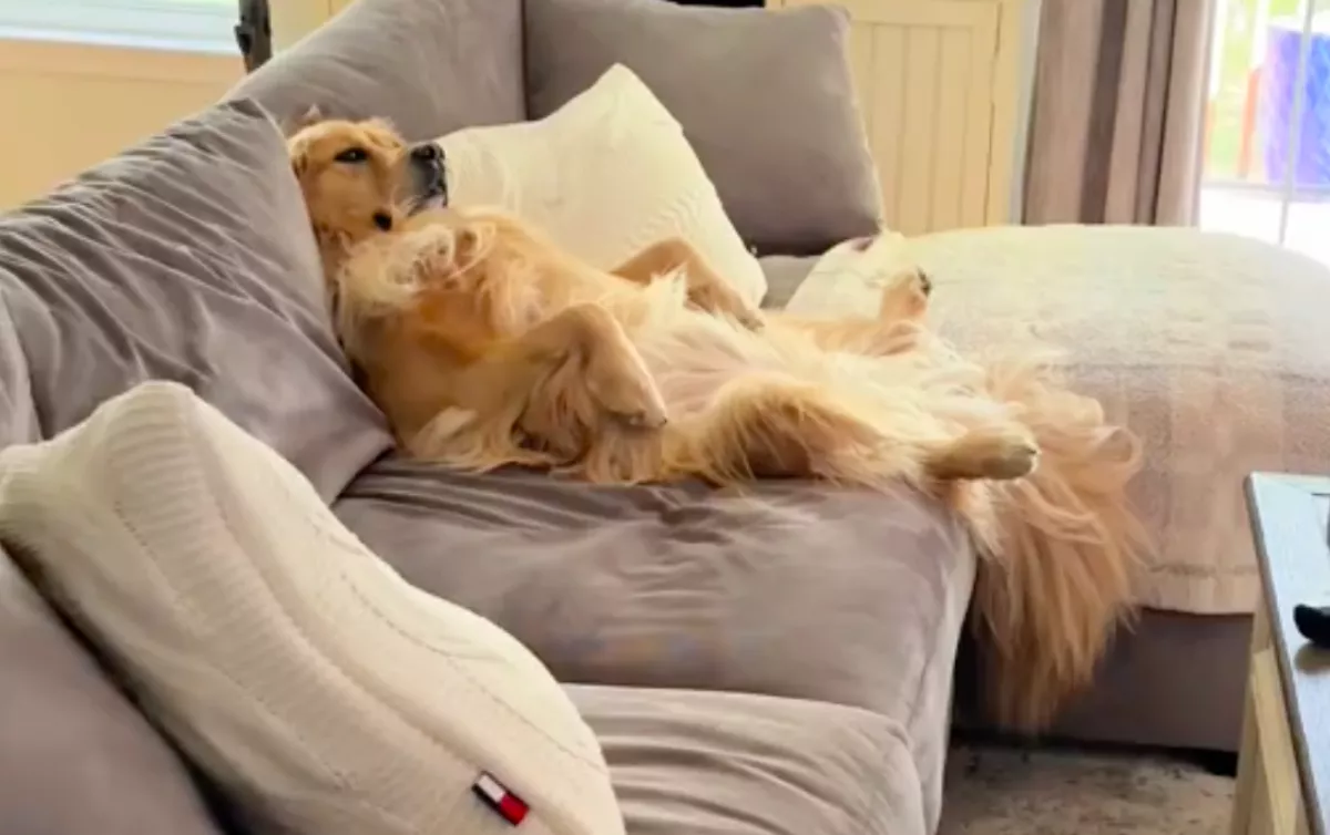 Feladta a kedvenc helyét a golden retriever: az oka megolvasztja a szíveket - Videó