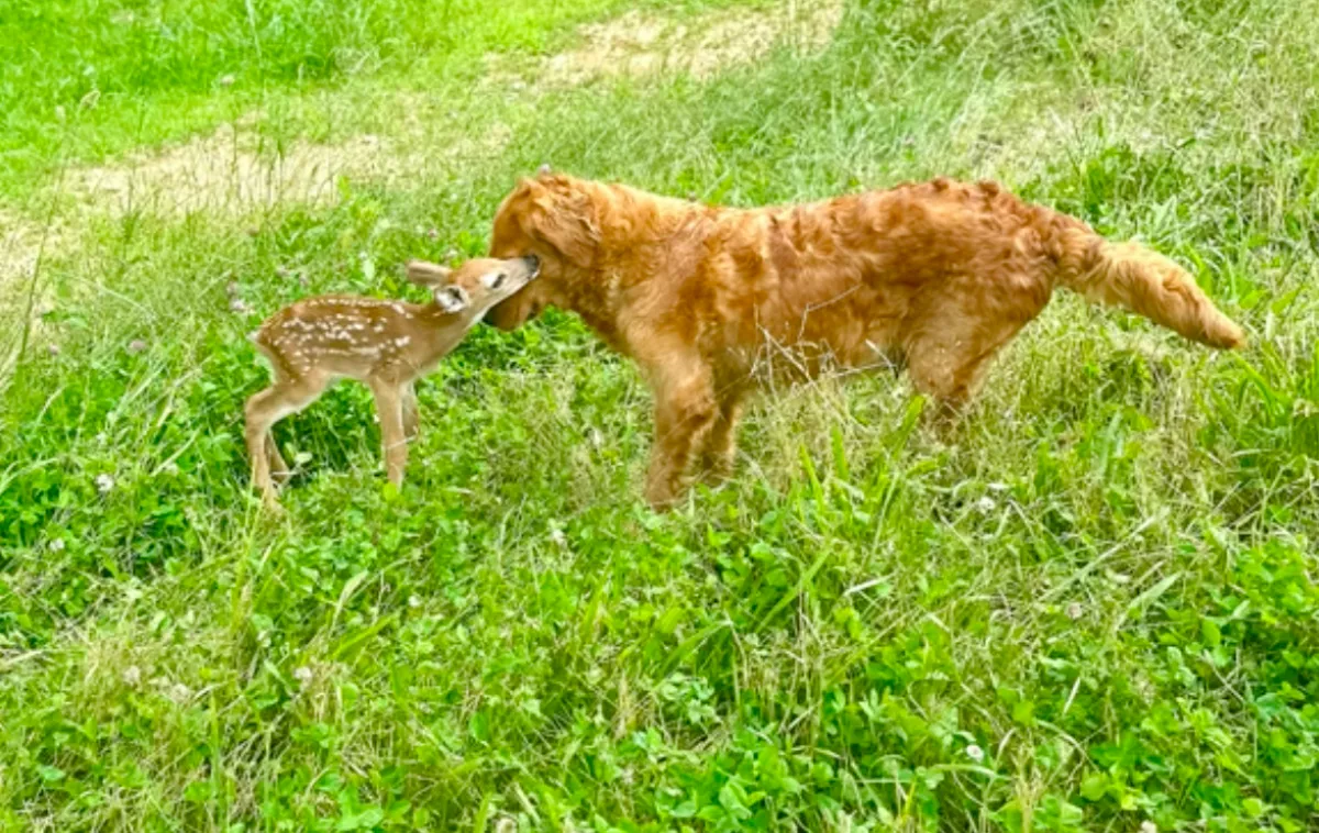 Őzgidával találkozott a golden retriever az erdő szélén: ami ezután történt, attól eláll a világ lélegzete - Videó