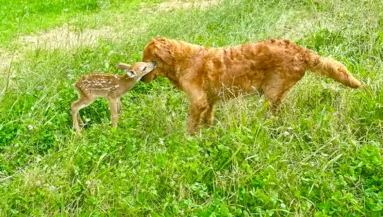 Őzgidával találkozott a golden retriever az erdő szélén: ami ezután történt, attól eláll a világ lélegzete - Videó