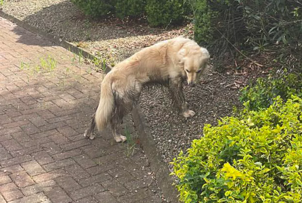 Hihetetlen dolgot tett a szomorú golden retriever, hogy visszatérhessen a régi otthonába - Fotók