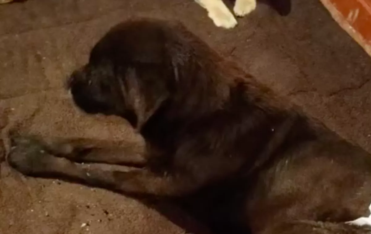 A természetben akarta eltemetni halott kutyusát a nő: nem sokkal később elállt a lélegzete - Videó