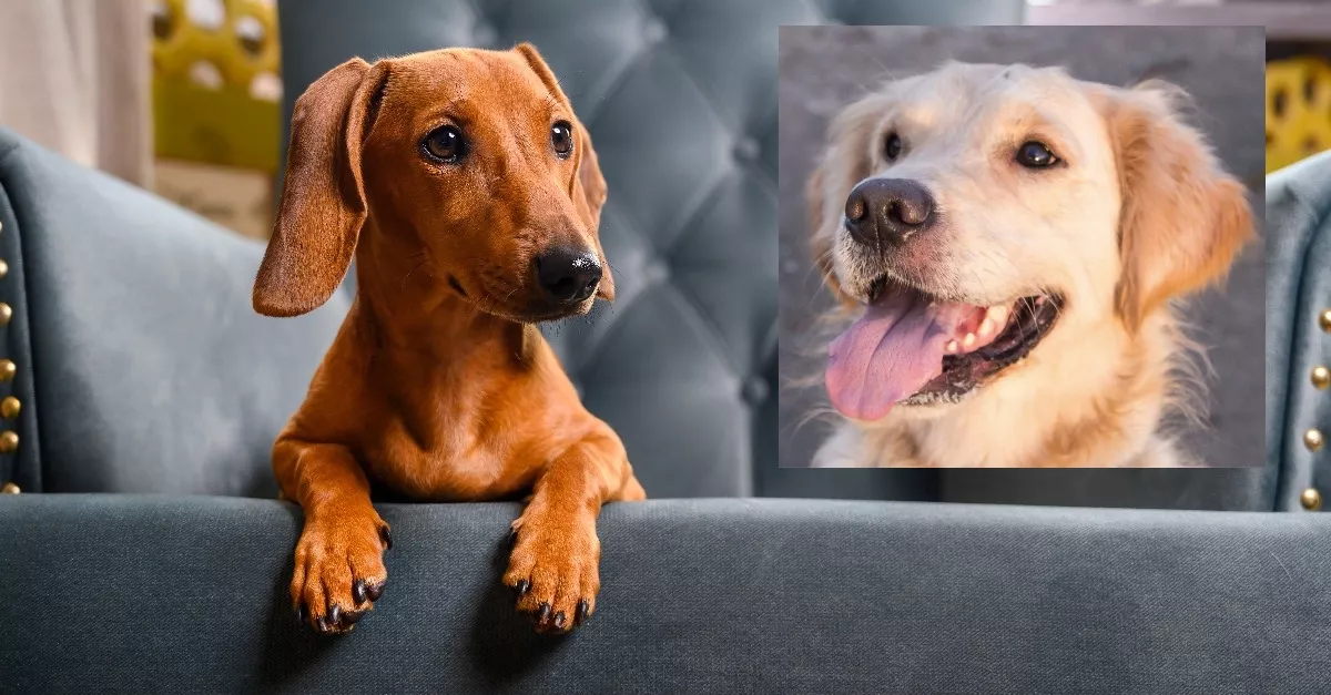 Teherbe ejtette a tacskó a golden retrievert: így néznek ki a kölykök - Fotók