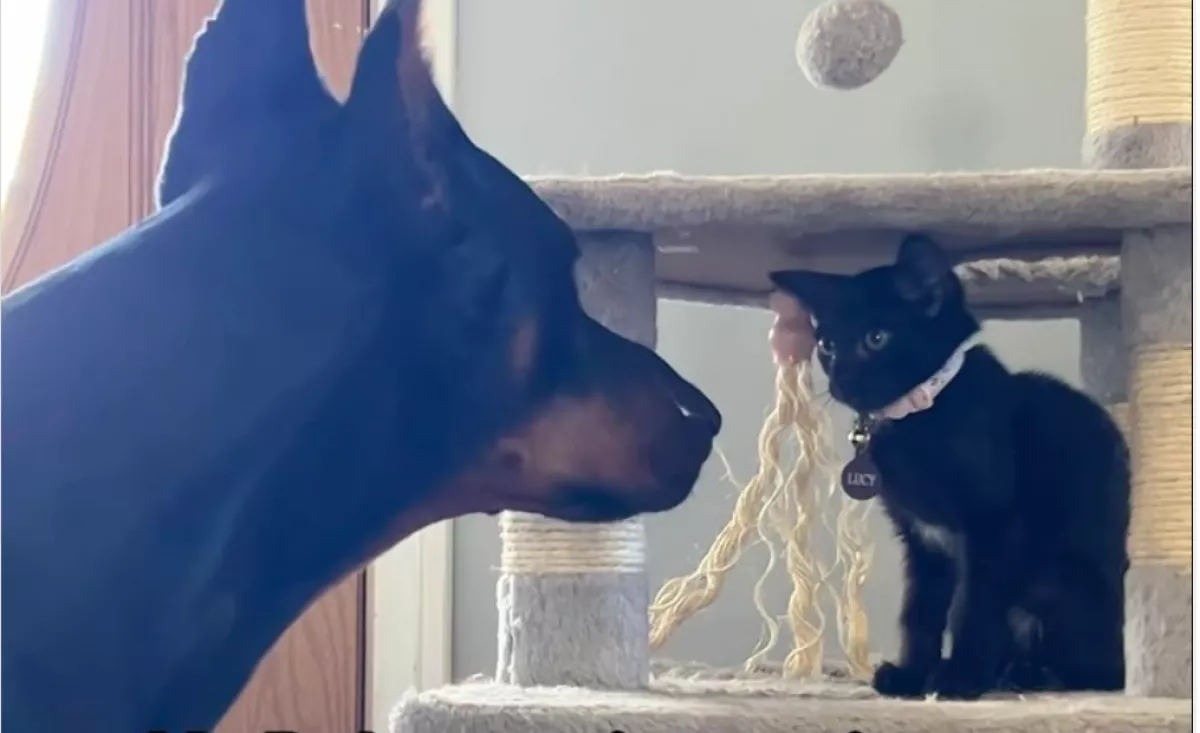 Óriás dobermann találkozik a kiscicával: a reakciójától elolvadnak a szívek - Videó