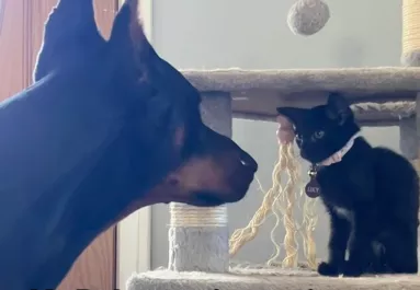 Óriás dobermann találkozik a kiscicával: a reakciójától elolvadnak a szívek - Videó