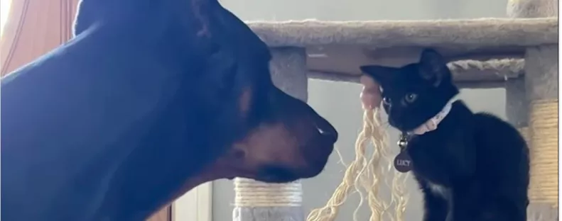 Óriás dobermann találkozik a kiscicával: a reakciójától elolvadnak a szívek - Videó