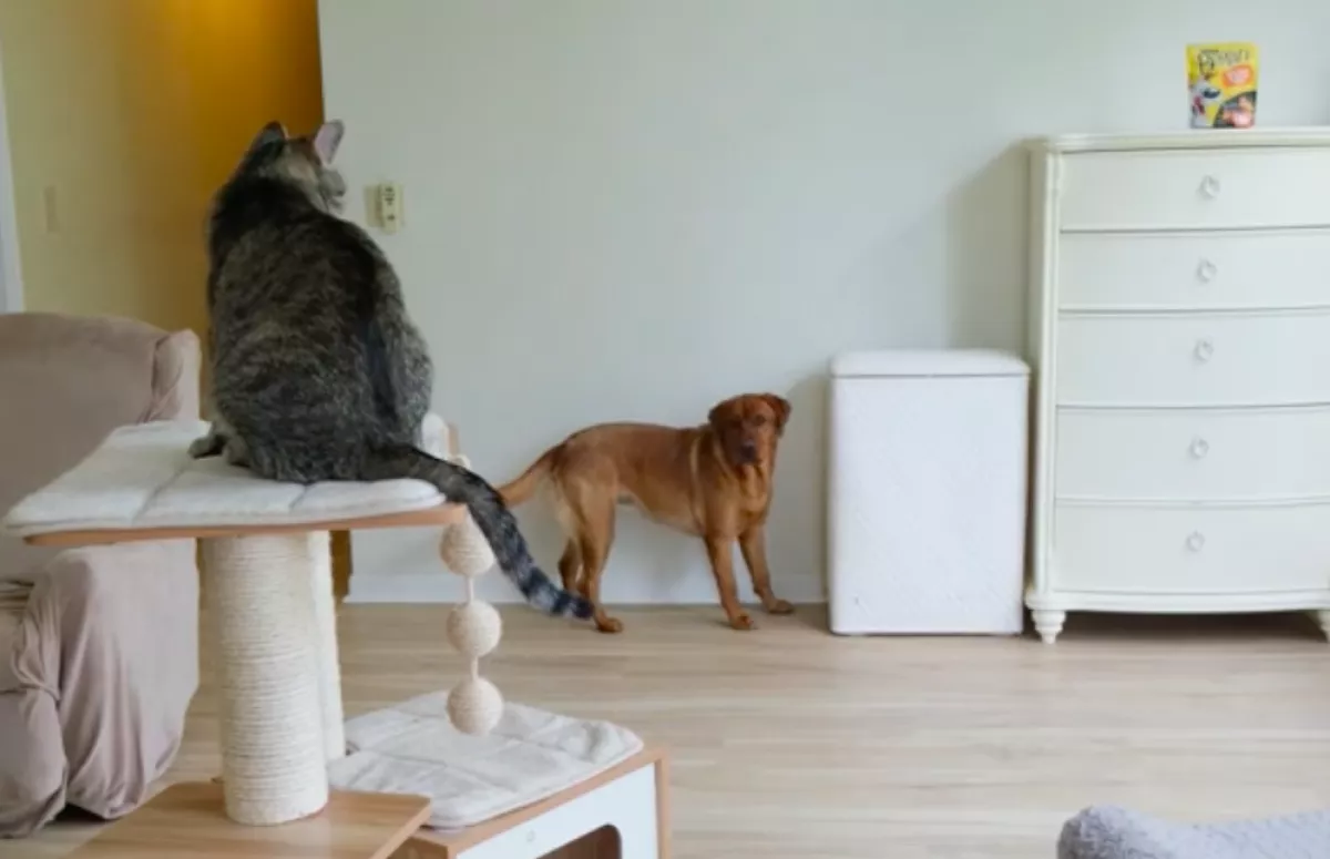 Úgy verte át ez a labrador a család macskáját, hogy tízmilliók nevetnek rajta - Videó