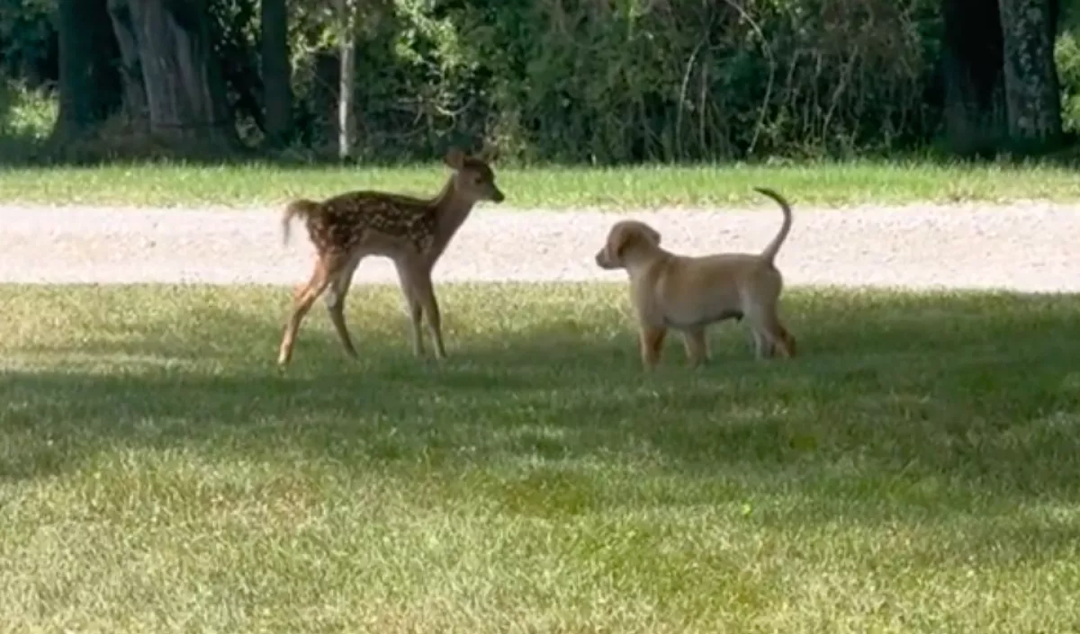 Fiatal szarvassal találkozott a kölyök golden retriever a parkban: a gazdi videója a net mai slágere - Videó