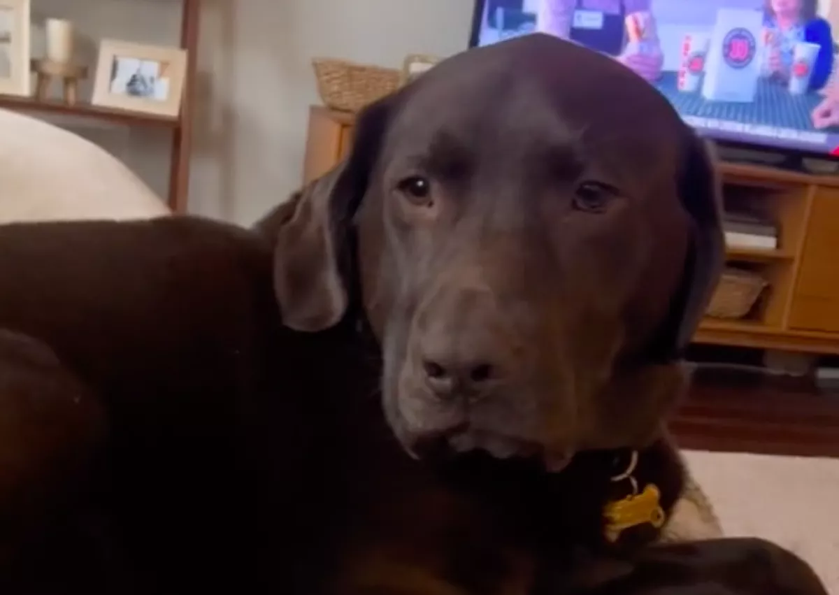 Meg akarta simogatni a nő: a labrador reakcióján pusztul a világ - Videó