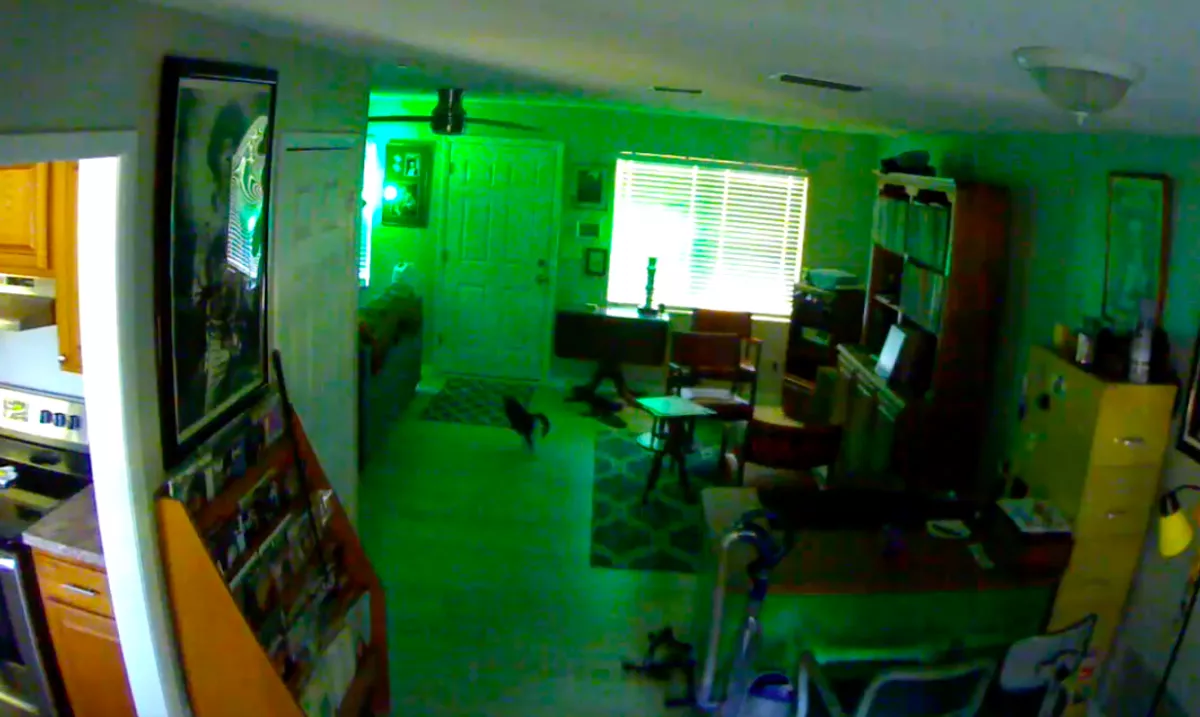 Először hagyta otthon egyedül a macskáját a férfi: nem hitte el, amit a kamerán lát - Videó