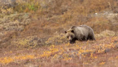 Szenzációs felvétel készült: rekordszámú bocsa született egy grizzly medvének - Videó