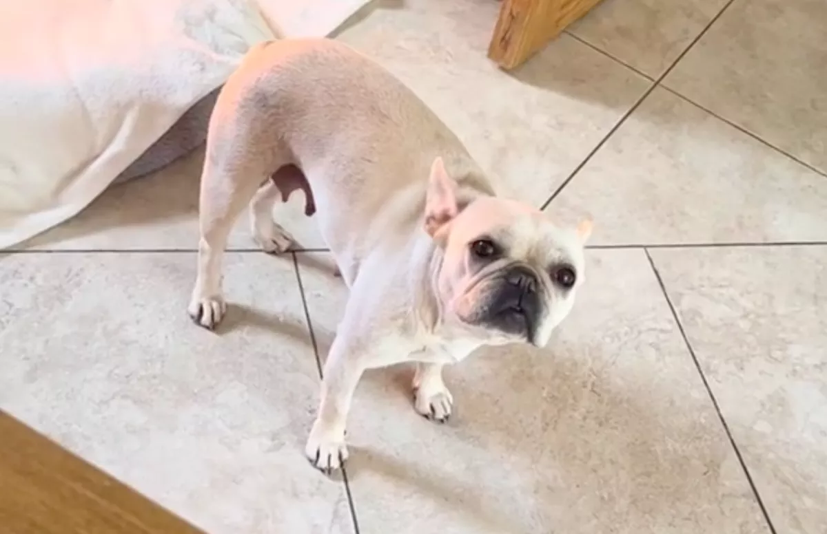 Elvesztette a kölykeit a kutya a szüléskor: ami ezután történt, tízmilliókat ríkat meg - Videó