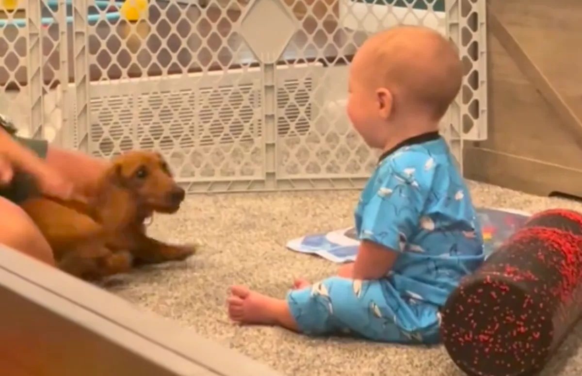 Először találkozik a baba a kutyával: a reakciója mindenkit kacagásra késztet - Videó